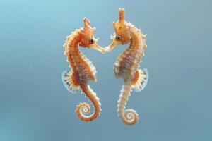 Seahorses in a Courtship Ritual photo
