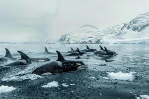 A Pod of Dolphins Frolicking in the Sea photo