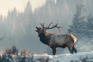 Elk Bugling in the Wild photo