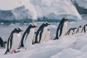 pingüinos corredizo juntos foto