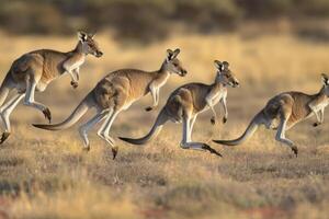 Kangaroos on the Move photo