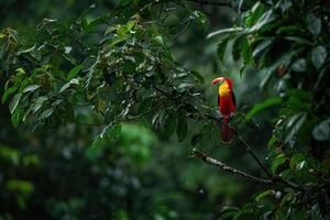 The Bright Colors of a Toucan in the Wild photo