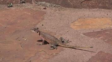 uma Castanho lagarto se aquece em pedra azulejos dentro a queniano Sol. video