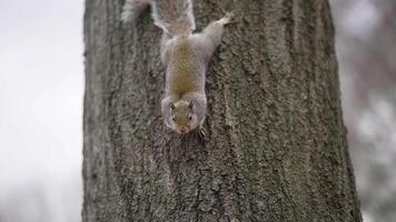 Squirrel Descending Tree Trunk Against Overcast Sky. Wildlife Moment Captured as Squirrel Curiously Observes Below. Autumn Scene with Bare Tree and Moody Sky, Perfect for Nature or Animal Themes. video