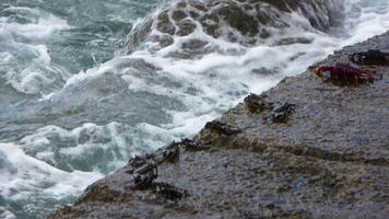 Numerous crabs on stone blocks on a pier in Tenerife with the ocean in the background. video
