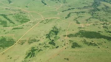 visie van een klein vliegtuig over- de savanne van de Masai mara park. video