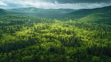 Aerial view of a green boreal forest photo