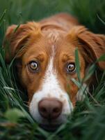 cautivador mirada de un marrón y blanco perro acostado en el lozano verde césped foto