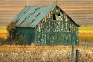 An old green weathered barn stands amid golden autumn fields photo