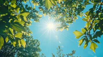 Vibrant sunbeam shining through fresh leaves photo