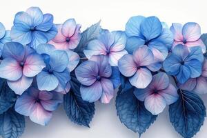 Blue hydrangea flowers with subtle pink accents on a stark white background photo