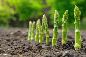 Organic farming asparagus in soil. photo