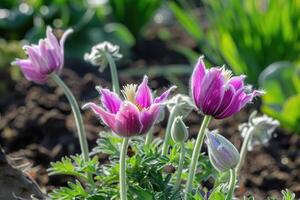 Flowers of the windflower or pulsatilla patens. First spring blooming flower photo