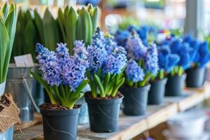 muchos azul Violeta floración jacintos en ollas son desplegado en estante en florístico Tienda o a calle mercado. foto
