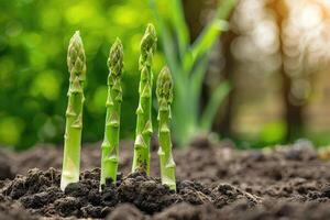 Organic farming asparagus in soil. photo