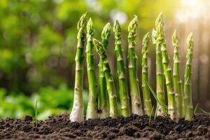 Organic farming asparagus in soil. photo