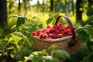 Raspberry harvest in the garden. photo