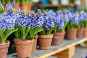 muchos azul Violeta floración jacintos en ollas son desplegado en estante en florístico Tienda o a calle mercado. foto