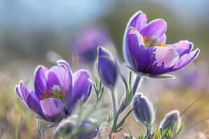 Flowers of the windflower or pulsatilla patens. First spring blooming flower photo