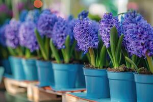 Many blue violet flowering hyacinths in pots are displayed on shelf in floristic store or at street market. photo