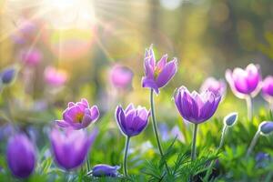 Flowers of the windflower or pulsatilla patens. First spring blooming flower photo