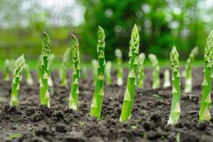 Organic farming asparagus in soil. photo