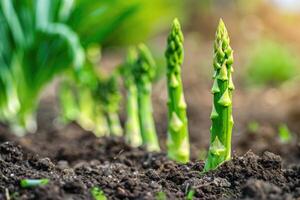 Organic farming asparagus in soil. photo