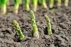 Organic farming asparagus in soil. photo