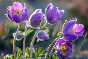 Flowers of the windflower or pulsatilla patens. First spring blooming flower photo