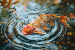 Pond with decorative orange underwater fish nishikigoi. Aquarium Japanese koi carp photo