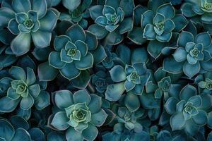 Collection of small decorative succulents, top view. photo