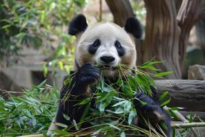 un panda masticación en bambú foto