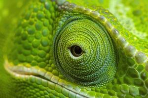 Chameleon skin and eye texture close up photo