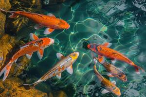 Pond with decorative orange underwater fish nishikigoi. Aquarium Japanese koi carp photo
