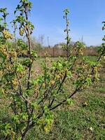Fruit trees blossomed in the garden in spring photo