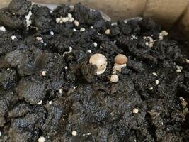 Royal champignon mushrooms grown in seedlings photo