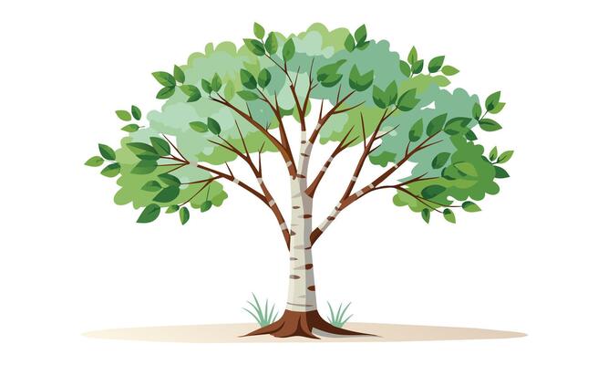Birch tree isolated flat illustration on white background