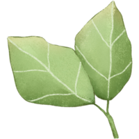 grön blad isolerat ClipArt png