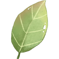 green leaf isolated clipart png