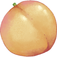 Orange Aprikosen Sommer- Obst png