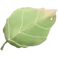 vert feuille isolé clipart png