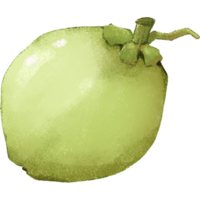 Green Coconut summer fruit png