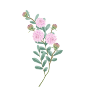 ritad för hand rosa dahlia blooms - sommar blomma illustration png