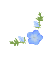 süß Aquarell Nemophila Blumen - - Baby Blau Augen - - herunterladen Blumen png