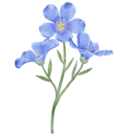 mooi waterverf vlas bloemen - voorjaar botanisch ontwerp png