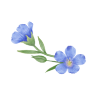 mooi waterverf vlas bloemen - voorjaar botanisch ontwerp png