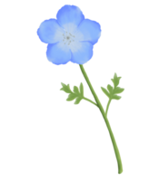 mignonne aquarelle nemophila fleurs - bébé bleu yeux - Télécharger fleurs png