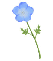 Cute Watercolor Nemophila Flowers - Baby Blue Eyes - Download Florals png