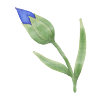 magnifique aquarelle lin fleurs - printemps botanique conception png