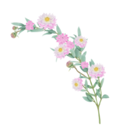 ritad för hand rosa dahlia blooms - sommar blomma illustration png